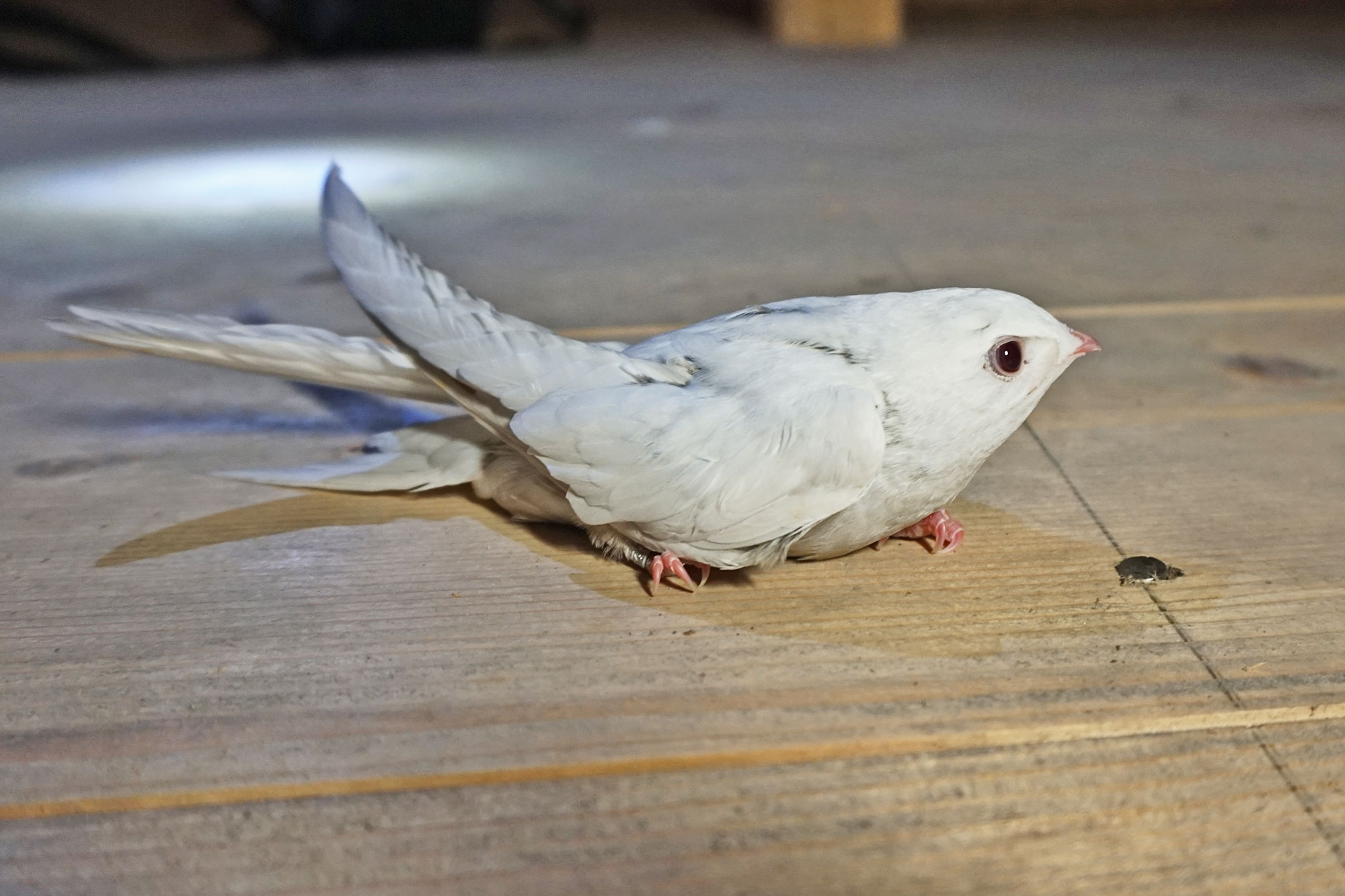 Vogel Sensation Albino Mauersegler LBV Gemeinsam Bayerns